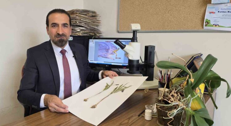Dünyada Sadece Muş'un Kurtik Dağı'nın Zirvesinde Yetişen 'Muş Ters Lalesi' Keşfedildi! dunyada sadece musun kurtik daginin zirvesinde yetisen mus ters lalesi kesfedildi habermeydan e1790170731741