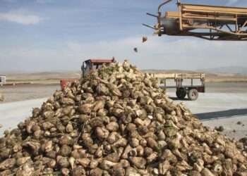Malazgirt'te Şeker Pancarı Hasat Heyecanı: 2026 Alım Kampanyası Törenle Başladı Malazgirt’te Şeker Pancarı Hasat Heyecanı: 2026 Alım Kampanyası Törenle Başladı