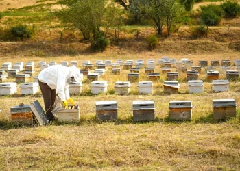 Muş Ovası'nda Rekor Hasat: 290 Bin Kovandan 700 Ton Bal Çıktı Muş Ovası’nda Rekor Hasat: 290 Bin Kovandan 700 Ton Bal Çıktı