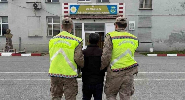 Muş'ta, Firari Hükümlü Jandarmadan Kaçamadı! musta firari hukumlu jandarmadan kacaamadi habermeydan e1790194444842