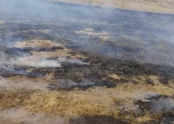 Muş’ta, İki Ayrı Noktada Anız Yangını Paniği! Meyve Ağaçları Kül Oldu