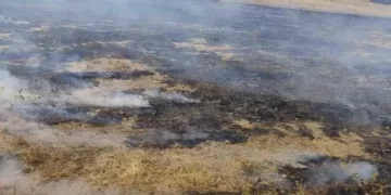 Muş’ta, İki Ayrı Noktada Anız Yangını Paniği! Meyve Ağaçları Kül Oldu