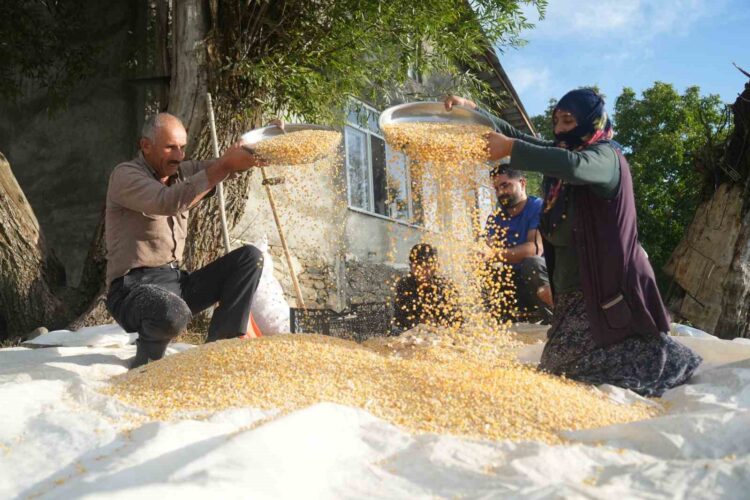 Muş'un Alaniçi Köyünde, Mısır Geleneksel Yöntemlerle Un Oluyor! musun alanici koyunde misir geleneksel yontemlerle un oluyor habermeydan