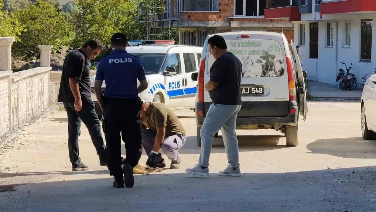 Sinop Erfelek'te Silahlı Dehşet: Sokak Köpeği Katledildi! sinop erfelekte silahli dehset sokak kopegi katledildi habermeydan
