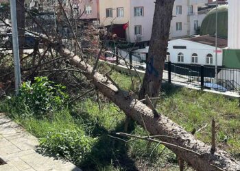 Sinop’ta, Şiddetli Rüzgar Ağaçları Kökünden Söktü, Yollar Ulaşıma Kapandı!