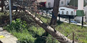 Sinop’ta, Şiddetli Rüzgar Ağaçları Kökünden Söktü, Yollar Ulaşıma Kapandı!