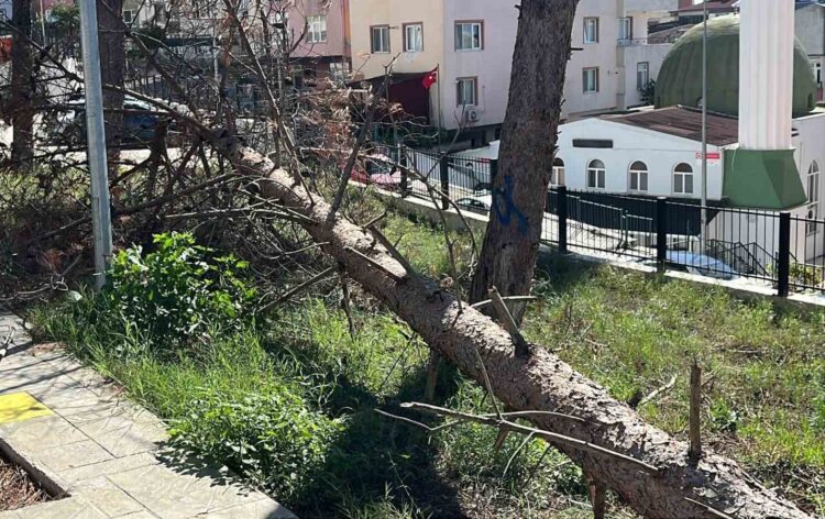 sinopta siddetli ruzgar agaclari kokunden soktu yollar ulasima kapandi habermeydan e1790173167907