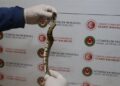 Kapıkule’de Kaçakçılık Girişimi: 67 Canlı Piton Ele Geçirildi Kapıkule’de Kaçakçılık Girişimi: 67 Canlı Piton Ele Geçirildi