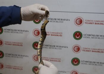 Kapıkule’de Kaçakçılık Girişimi: 67 Canlı Piton Ele Geçirildi Kapıkule’de Kaçakçılık Girişimi: 67 Canlı Piton Ele Geçirildi