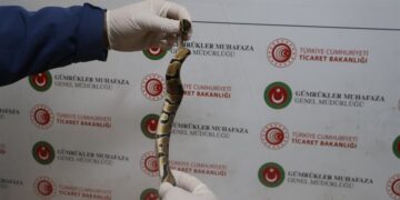 Kapıkule’de Kaçakçılık Girişimi: 67 Canlı Piton Ele Geçirildi