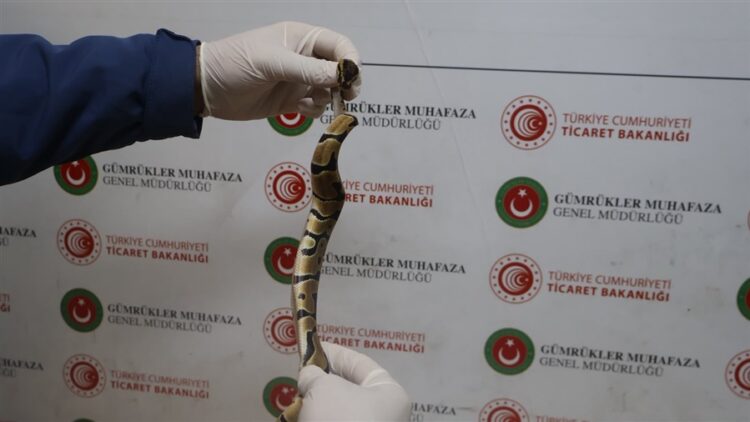 Kapıkule’de Kaçakçılık Girişimi: 67 Canlı Piton Ele Geçirildi Kapikule habermeydan
