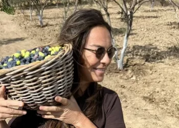 Filiz Taçbaş zeytin hasadına başladı