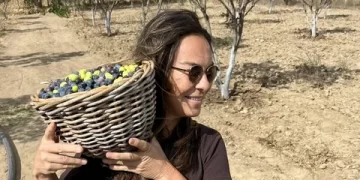 Filiz Taçbaş zeytin hasadına başladı Filiz Taçbaş zeytin hasadına başladı