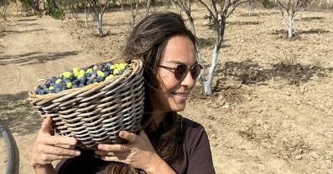 Filiz Taçbaş zeytin hasadına başladı filiz tacbas zeytin hasadina basladi habermeydan
