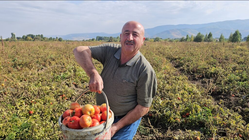 Muş Hasköy'de, Vatandaşlar Kendi Sebzesini Kendi Hasat Ediyor! mus haskoyde vatandaslar kendi sebzesini kendi hasat ediyor habermeydan