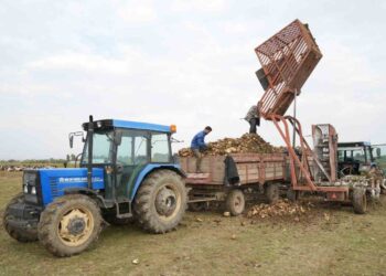 Muş Ovası’nda Pancar Hasadı Başladı: Kent Ekonomisine 2,5 Milyar TL’lik Dev Katkı