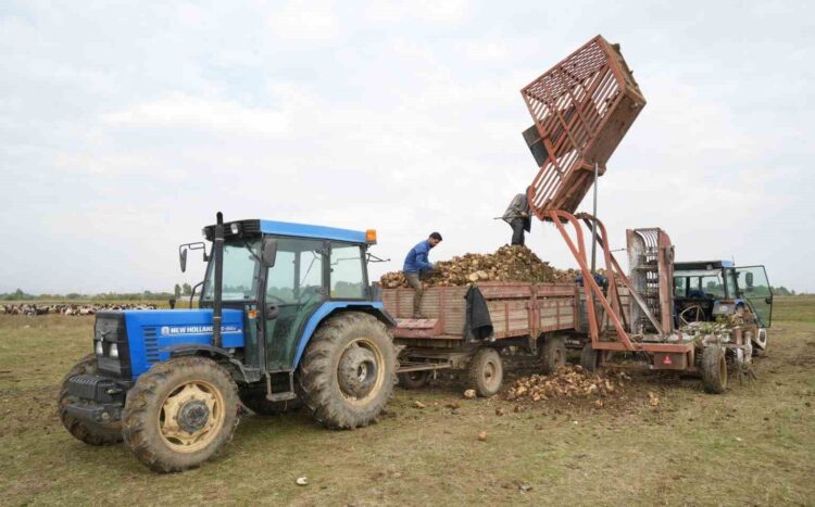 Muş Ovası'nda Pancar Hasadı Başladı: Kent Ekonomisine 2,5 Milyar TL'lik Dev Katkı mus ovasinda pancar hasadi basladi kent ekonomisine 25 milyar tllik dev katki habermeydan e1791991236634