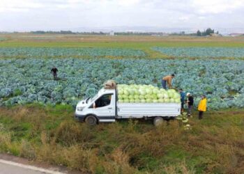 Muş'ta, 165 Milyon Liralık Lahana Hasadı Başladı! Muş’ta, 165 Milyon Liralık Lahana Hasadı Başladı!