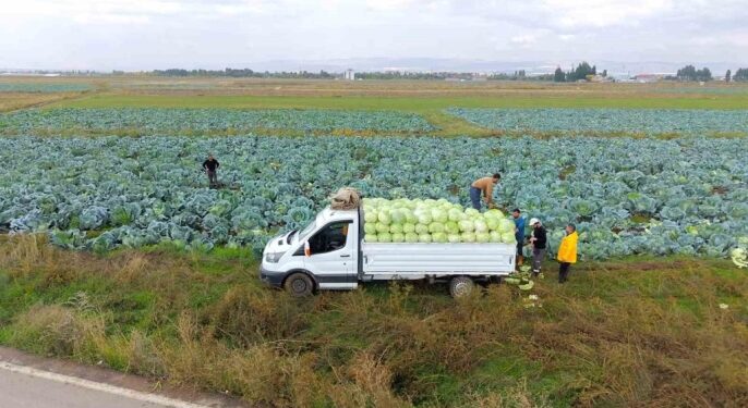 Muş’ta, 165 Milyon Liralık Lahana Hasadı Başladı!