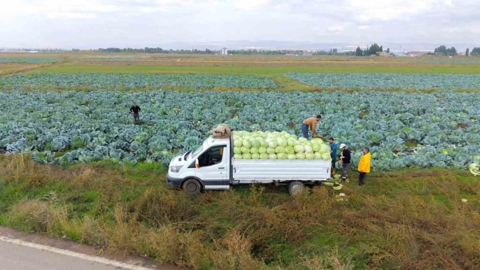 Muş'ta, 165 Milyon Liralık Lahana Hasadı Başladı! musta 165 milyon liralik lahana hasadi basladi habermeydan