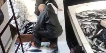Sinop'ta Palamut Bereketi! 5 Bin Palamut Tekneye Sığmadı Sinop’ta Palamut Bereketi! 5 Bin Palamut Tekneye Sığmadı